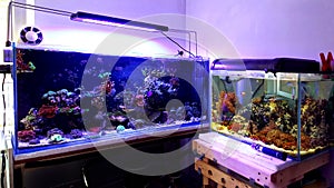 Saltwater coral reef aquarium fish tank is one of the most beautiful hobby