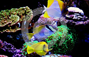 Saltwater coral reef aquarium fishes group