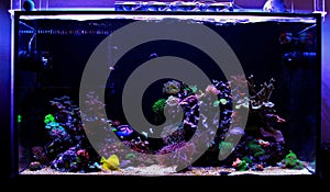 Saltwater coral reef aquarium tank