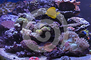 Saltwater Coral Reef photo