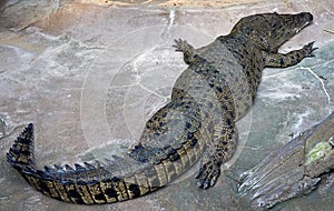 Saltwater crocodile 1