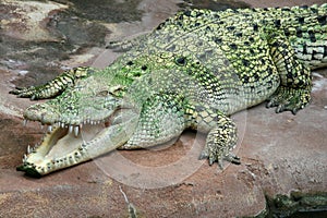 Saltwater Crocodile photo