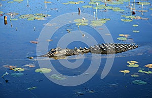 Saltwater crocodile photo