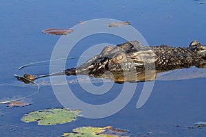 Saltwater crocodile photo