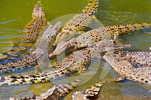 Saltwater Crocodile