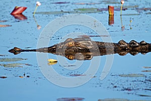 Saltwater crocodile