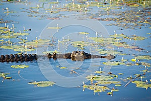 Saltwater Crocodile