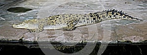 Saltwater crocodile 3