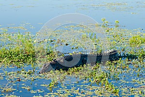 Saltwater Crocodile