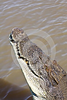 Saltwater Crocodile