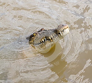 Saltwater Crocodile, Australia