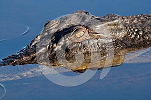 Saltwater crocodile, Australia photo