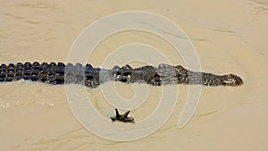 Saltwater Crocodile, australia