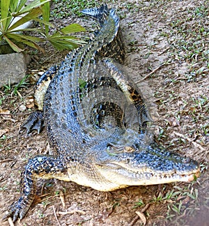 Saltwater Crocodile, australia