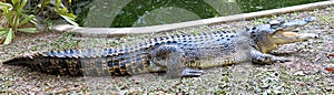 Saltwater Crocodile, australia