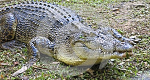 Saltwater Crocodile, australia