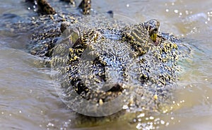 Saltwater crocodile in Australia