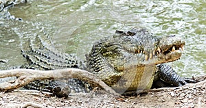 Slané vody krokodýl v austrálie 
