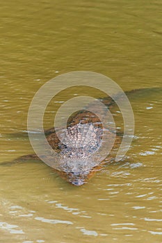 Saltwater crocodile in captivity