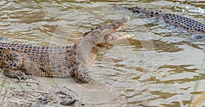 Saltwater crocodile in captivity