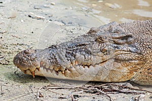 Saltwater crocodile in captivity