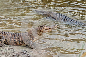 Saltwater crocodile in captivity