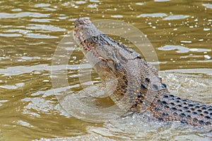 Saltwater crocodile in captivity
