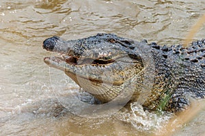 Saltwater crocodile in captivity