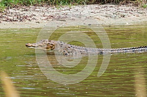 Saltwater crocodile in captivity