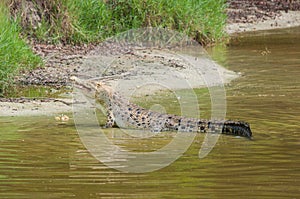 Saltwater crocodile in captivity