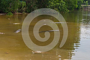 Saltwater crocodile in captivity