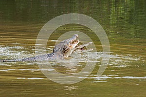 Saltwater crocodile in captivity