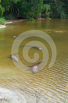 Saltwater crocodile in captivity