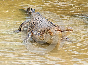 Saltwater crocodile in captivity photo