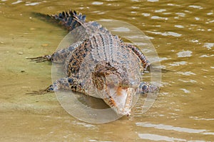 Saltwater crocodile in captivity