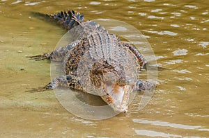 Saltwater crocodile in captivity photo