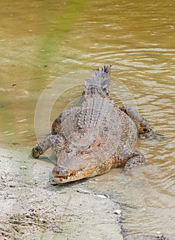 Saltwater crocodile in captivity