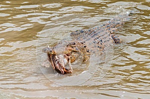 Saltwater crocodile in captivity