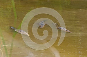 Saltwater crocodile in captivity