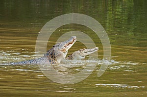 Saltwater crocodile in captivity