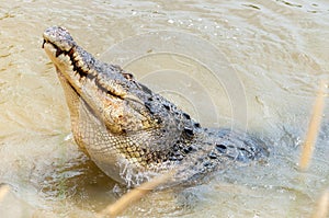 Saltwater crocodile in captivity