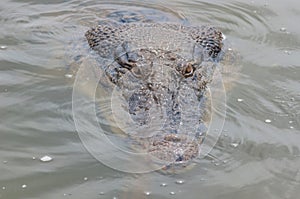 Saltwater crocodile in captivity