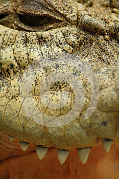 Saltwater Crocodile Closeup photo