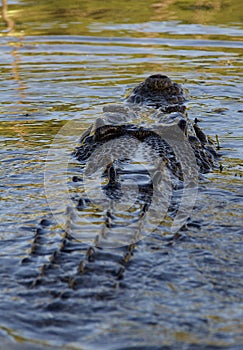 Saltwater crocodile coming to the surface