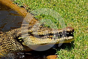 Saltwater crocodile Crocodylus porosus