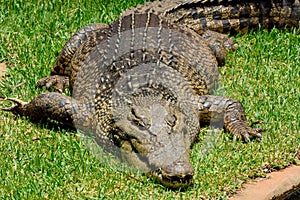 Saltwater crocodile Crocodylus porosus