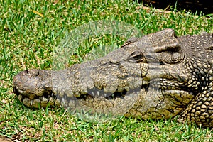 Saltwater crocodile Crocodylus porosus.