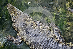 The saltwater crocodile Crocodylus porosus
