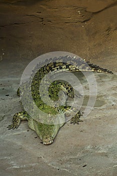 The saltwater crocodile Crocodylus porosus.