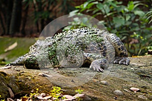 SALTWATER CROCODILE (Crocodylus porosus)